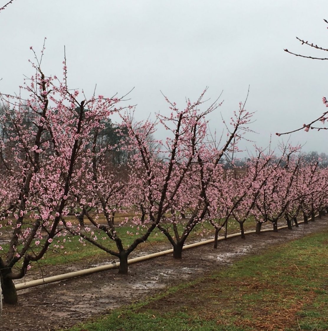 Figure 7. Open center peaches
